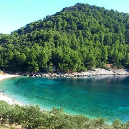 Fig Tree - Korcula